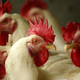 Imagen para el artículo titulado La gallina (o el huevo) vino por primera vez de este lugar, según la ciencia